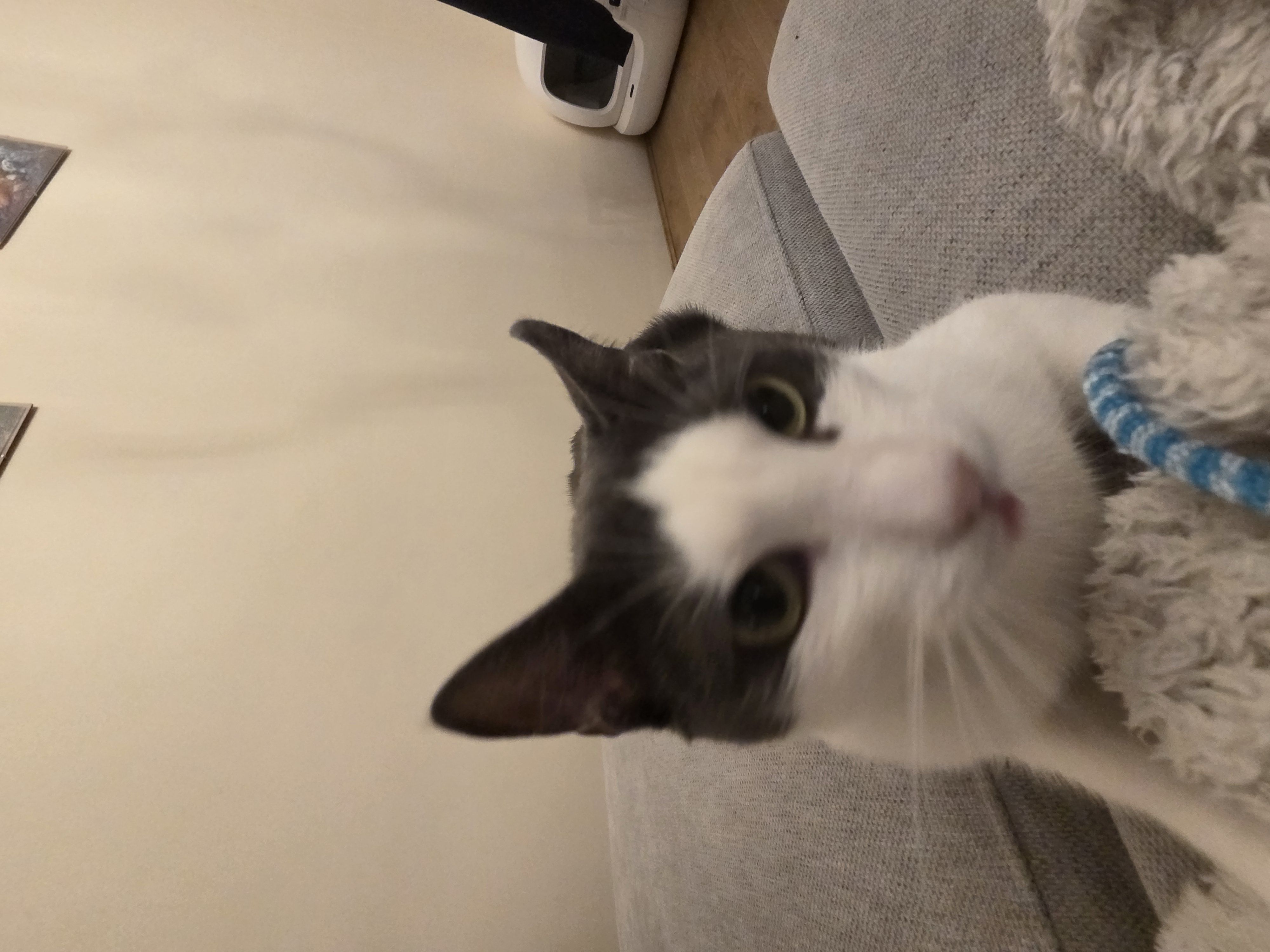 Ryba the cat